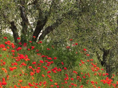 Val d’Orcia – Foto 15 von 15